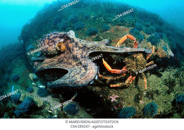 Common Octopus (Octopus vulgaris) and Spider Crab (Maja squinado)