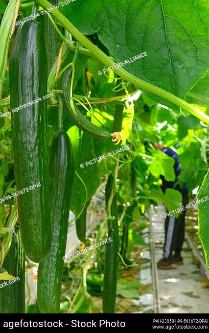 04 May 2023, Saxony-Anhalt, Sülzetal: Cucumbers thrive in a greenhouse of the company ""Bördegarten"". ""Bördegarten"" is a company of the ""Wimex Group"" which...