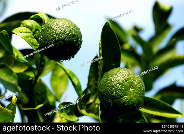 A tangerine trees with unripe fruits and green leaves