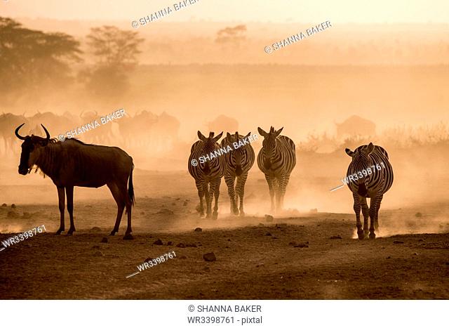 Wildebeests and zebras on the move at dusk across the dusty landscape of Amboseli National Park, Kenya, East Africa, Africa