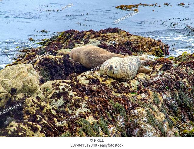 coastal scenery including some common seals around the Monterey Peninsula in California, USA