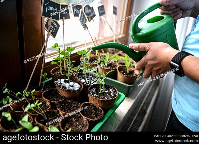 02 April 2020, Berlin: A young man is watering plants that are on the windowsill for cultivation. Photo: Britta Pedersen/dpa-Zentralbild/dpa