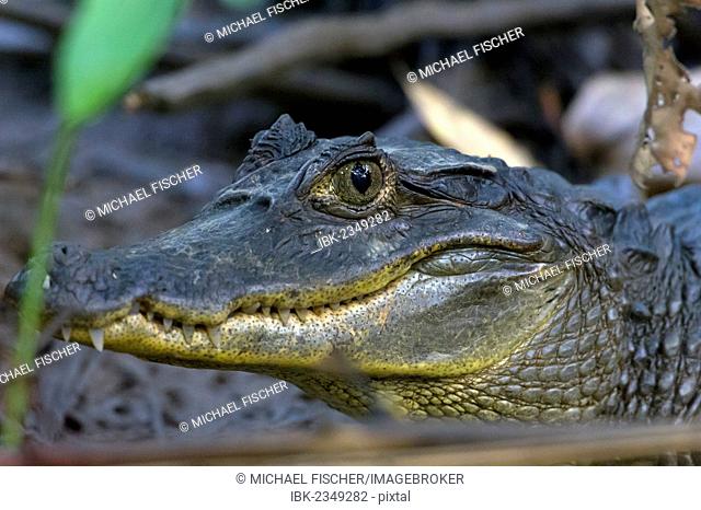 Spectacled Caiman (Caiman crocodilus), Sierpe, Puntarenas Province, Costa Rica, Central America