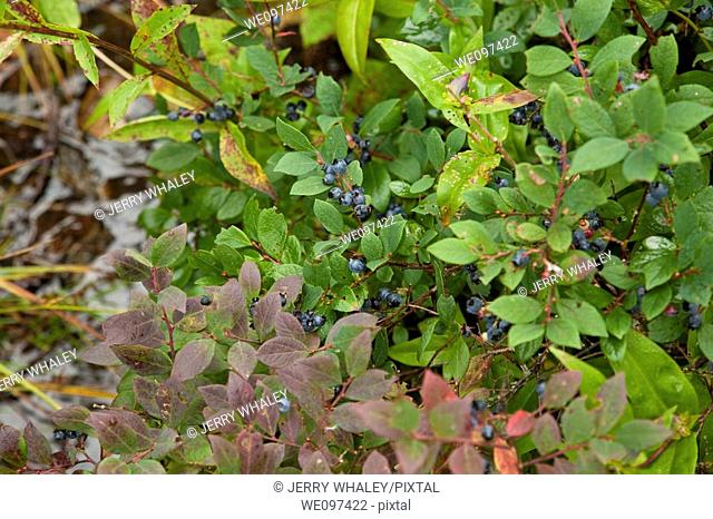 Blueberries, Shinning Rock Wilderness Area, Pisgah Nat  Forest, NC
