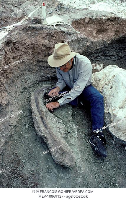 Dinosaurs - Digs. Species: Allosaurus. Peter Mygatt cleaning around an Allosaurus rib at the Mygatt-Moore Quarry, Rabbit Valley, Western Colorado
