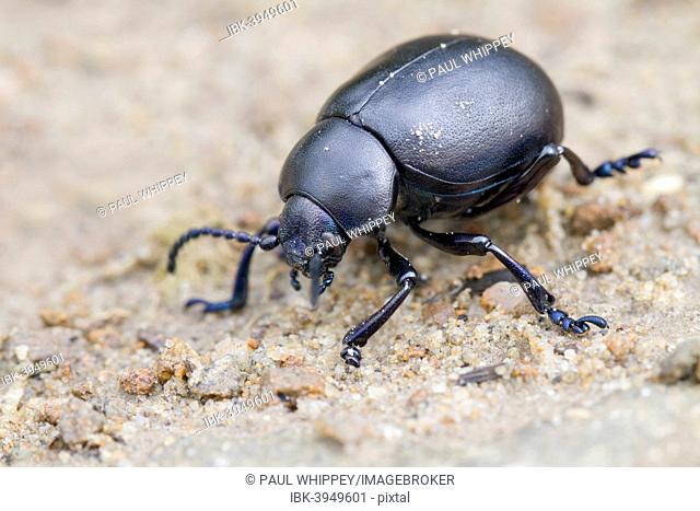 Bloody-nosed Beetle (Timarcha tenebricosa), on dirt, South Wales, United Kingdom