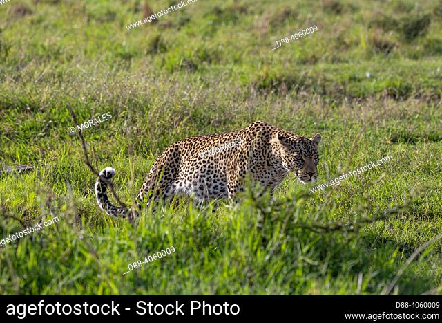Africa, East Africa, Kenya, Masai Mara National Reserve, National Park, Leopard (Panthera pardus pardus), walking