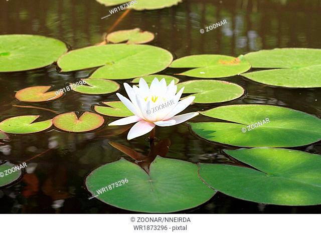 White water lily on the lake