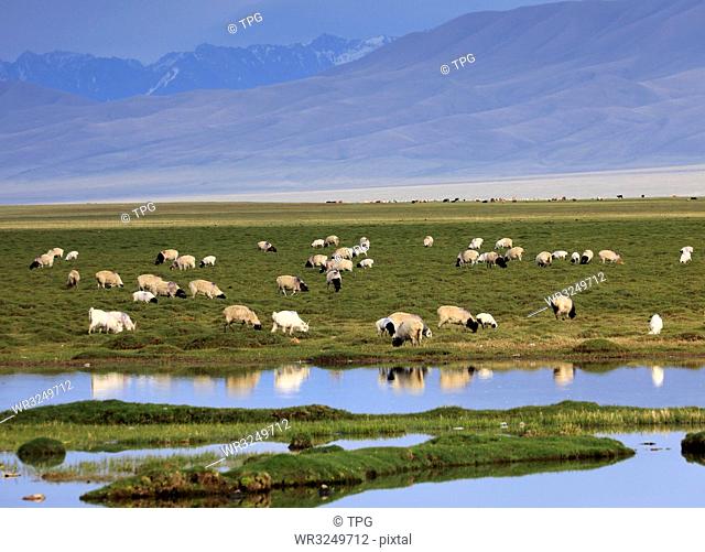 China;Xinjiang;Bayinbuluke;Bayinbuluke grasslands