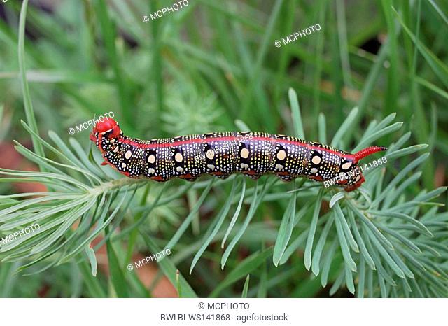 spurge hawkmoth Hyles euphorbiae, Celerio euphorbiae, caterpillar