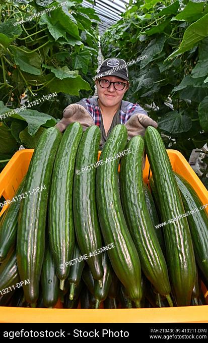 30 April 2021, Brandenburg, Manschnow: Gardener Vanessa Frauendorf shows freshly harvested cucumbers in a greenhouse at Fontana Gartenbau GmbH