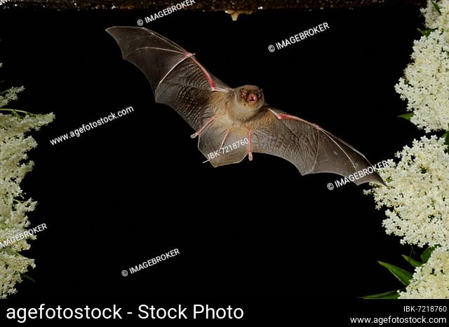 Common bent-wing bat (Miniopterus schreibersii) flies past a flowering elder (Sambucus), Pleven, Bulgaria, Europe