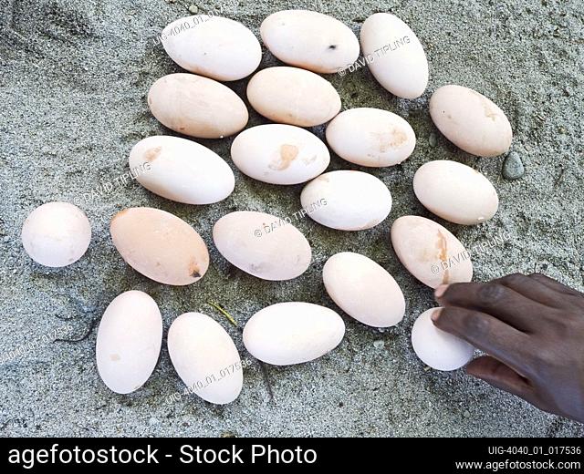 Megapode eggs harvested from nesting ground of Melanesian Megapode Megapodius eremita Savo Island, Solomon Islands, South Pacific