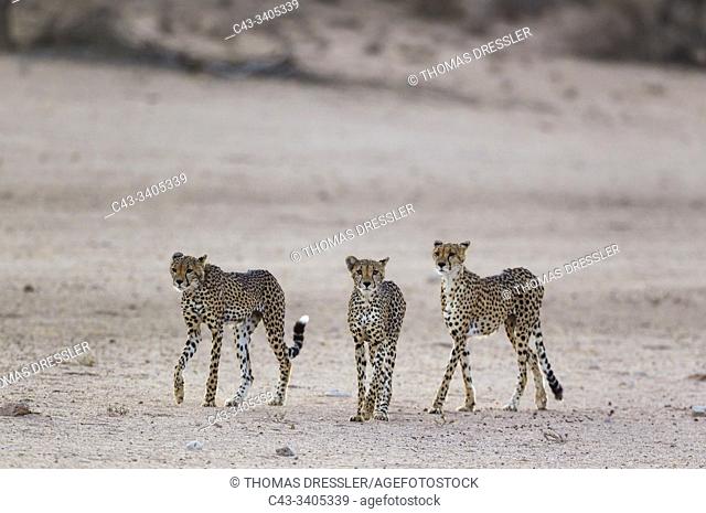 Cheetah (Acinonyx jubatus). Female on the right and her two subadult male cubs in the dry and barren Auob riverbed. During a severe drouight