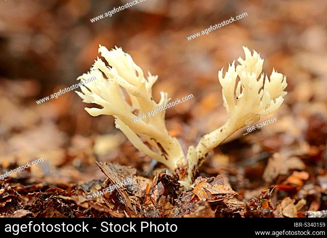 Crested Coral, North Rhine-Westphalia, Germany (Clavulina coralloides) (Clavulina cristata) (Clavaria coralloides), White Coral Fungus