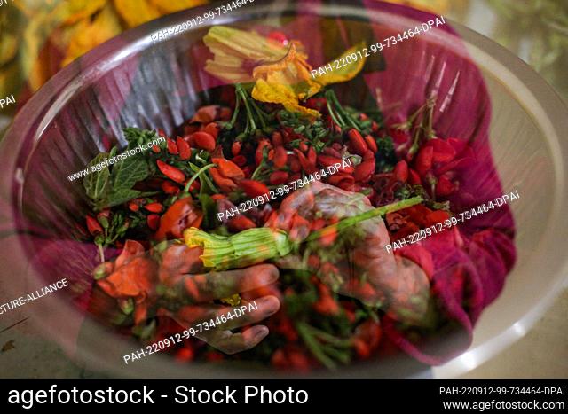12 September 2022, Mexico, Chiapas: Mexican chef Claudia Santiz takes bean flowers and squash flowers for her recipes inspired by indigenous tradition