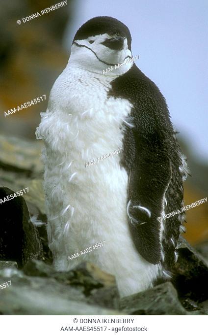 Chinstrap Penguin Molting (Pygoscelis antarctica) Hannah Pt. - Livingston Is