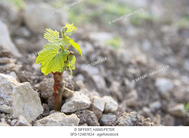 Young Chardonnay vines in the Grand Cru, Les Clos
