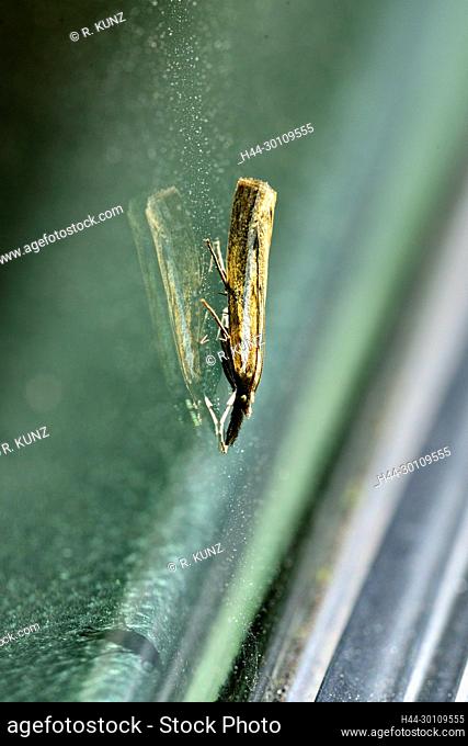 Snout moth, Aquiphila tristella, Crambidae, moth, insect, animal, near Untervaz, Canton of Graubünden, Switzerland