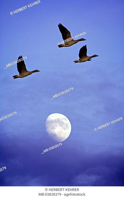 Gray geese, flight, heaven, moon, evening, [M]