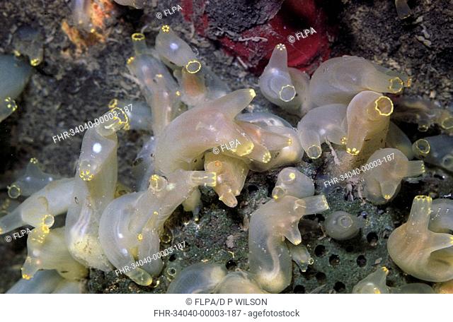 Seasquirt - Tube Ciona intestinalis group /expanded under water