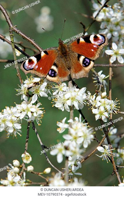 Peacock Butterfly - on blackthorn blossom (Prunus spinosa) (Inachis io)