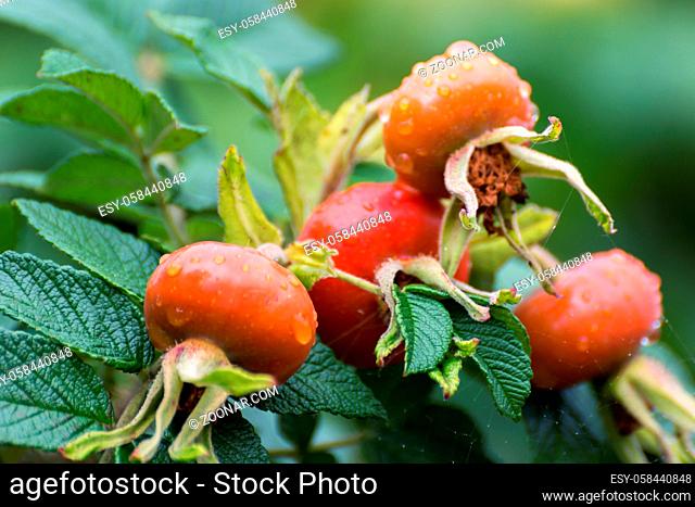 Cultivated Rose Hips