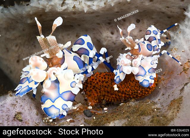 Harlequin Shrimps, Alam Batu, Bali, Indonesia (Hymenocera elegans)