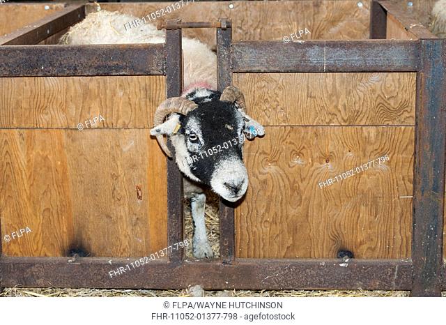 Domestic Sheep, Swaledale ewe, in adoption crate to foster orphaned lamb, Cumbria, England, February