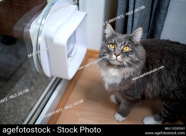 cute blue tabby maine coon cat standing in front of cat flap in the window looking up at camera curiously