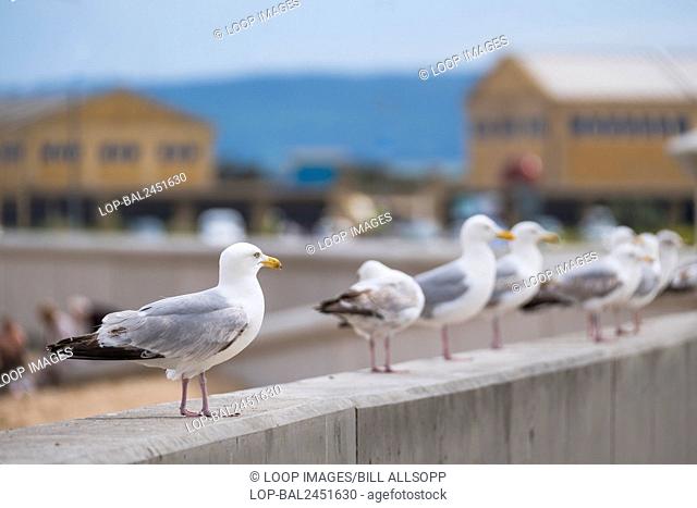A row of seagulls on a harbour wall