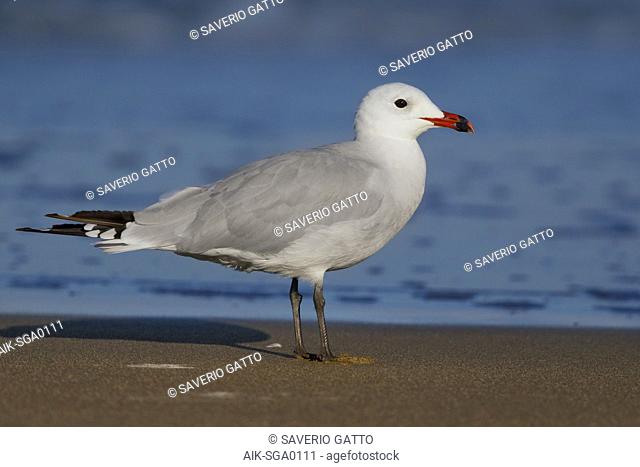 Audouin's gull, chthyaetus audouinii;