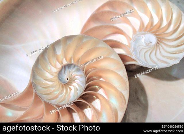 fibonacci pattern in cross section nautilus shell mollusk sea shell