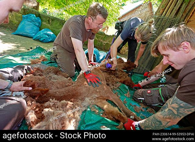 14 June 2023, Saxony-Anhalt, Halberstadt: Animal keepers hold an alpaca during a shearing. The alpacas were sheared today in the Thale animal enclosure