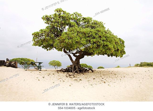 Lone tree at the beach on the Big Island, Hawaii
