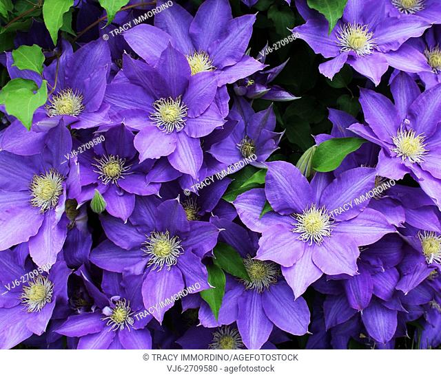 Cluster of beautiful, fully blooming, purple Clematis growing in Trevor, Wisconsin, USA