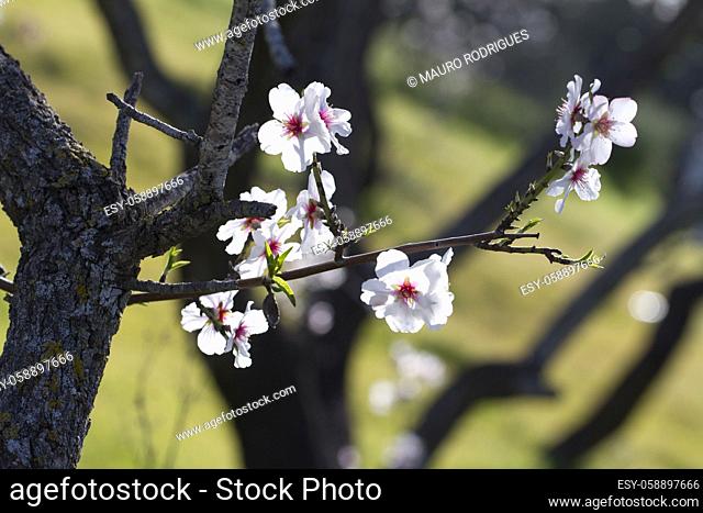 Close view detail of almond tree blossoms in the nature