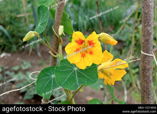 The yellow nasturtium (Tropaeolum majus) on the support