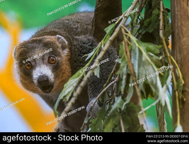 13 December 2023, North Rhine-Westphalia, Cologne: A mongoose lemur sits in a tree at the zoo. Mongozmakis (Eulemur mongoz) are a primate species from the lemur...