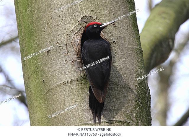 Black Woodpecker Dryocopus martius - Beerze, North Brabant, The Netherlands, Holland, Europe