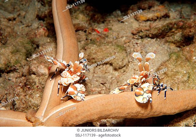 two Harlequin shrimps munching a starfish / Hymenoceara elegans