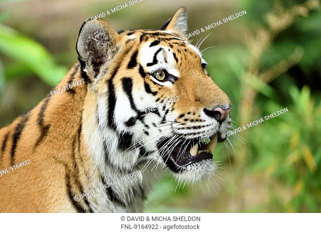 Siberian tiger, close-up