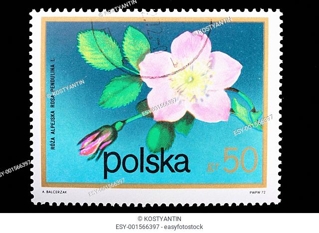 Poland - CIRCA 1974: A stamp Alpine rose