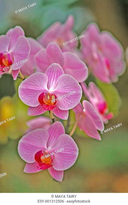 abstract orchid background