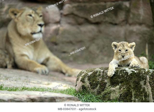 Asian lions, Panthera Leo persica, dam, young, lie, dozes, fuzziness, animals, game-animals, mammals, rests enclosures carnivores, big-cats, young, animal-child