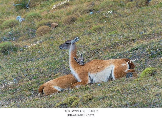 Young Guanaco (Lama guanicoe) lying on the ground with its head on the back of the female, Torres del Paine National Park, Chilean Patagonia, Chile