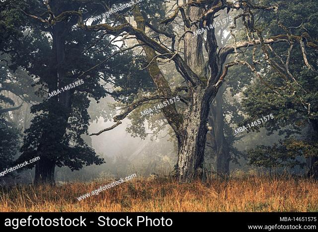 Old oak trees in the nature reserve Dönche in Kassel, autumnal, mystical atmosphere with fog, a clearing on the way