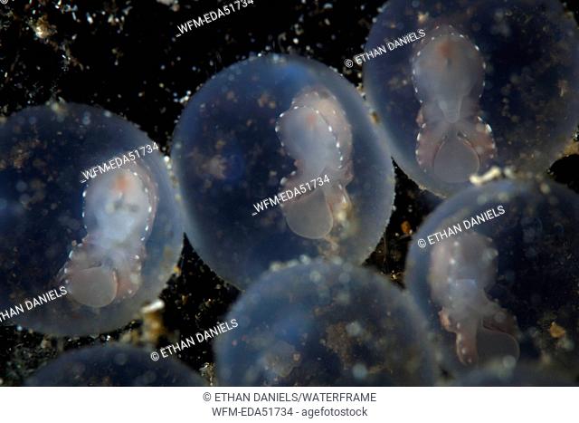 Embryos of Flamboyant Cuttlefish, Metasepia pfefferi, Lembeh Strait, North Sulawesi, Indonesia
