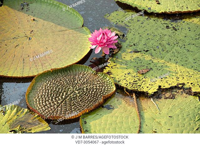 Victoria water lily (Victoria amazonica or Victoria regia) ia an aquatic plant native to shallow waters of Amazon River. This photo was taken in January Lake