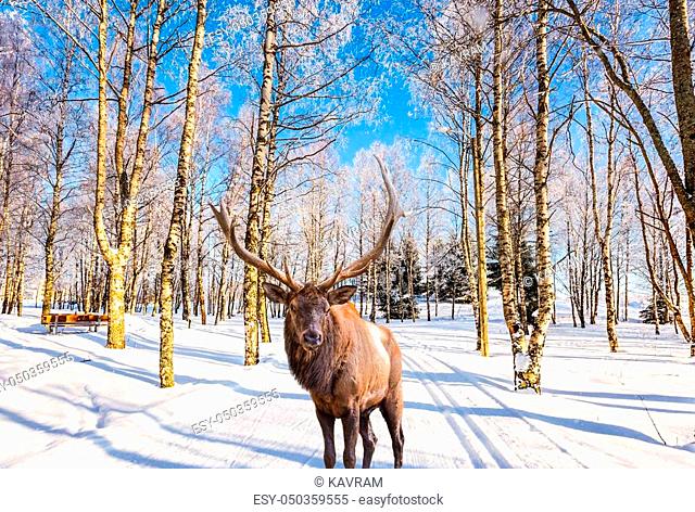 Concept of active and ecological tourism. Journey to Santa Claus. Magnificent reindeer with branched horns on ski road in the snow-covered aspen grove
